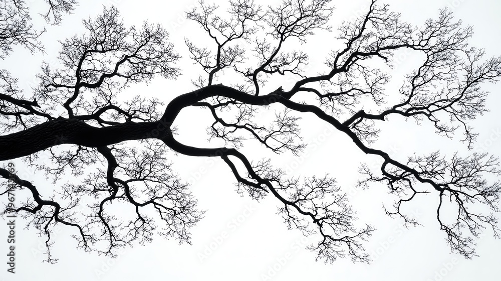 Obraz premium A striking silhouette of a barren tree against a light backdrop, showcasing intricate branches and a sense of solitude.
