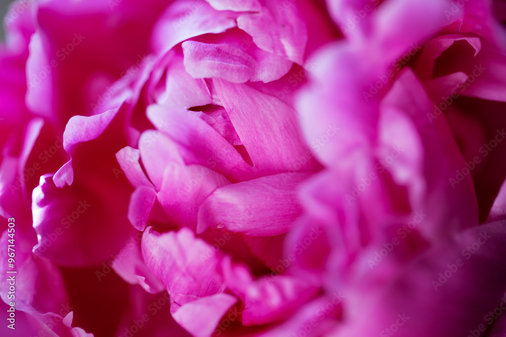 peony petals in a bud close-up peony petals in a bud close-up