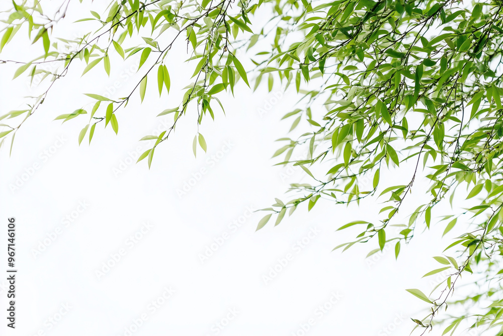 Green tree branches willow creating frame over white background Green tree branches willow creating frame over white background