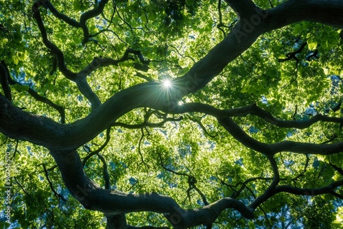 This captivating image shows the sun gleaming through a dense canopy of green leaves, creating a picturesque scene full of life, light, and natural beauty. photo