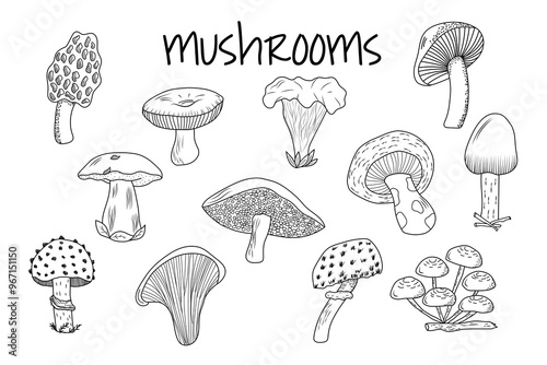 set of stylized doodle mushrooms, for stickers, icons, cover design, banner, menu, post.