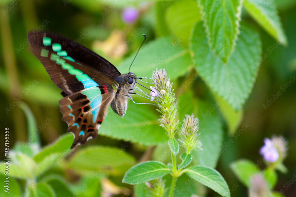 Obraz premium Butterfly