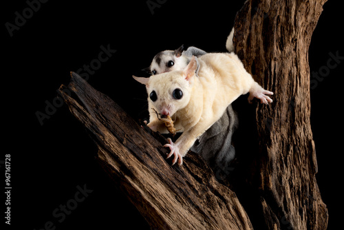 The Sugar Glider (Petaurus breviceps) is holding the baby. Sugar Glider is a small exotic pet native to Australia and Indonesia. photo