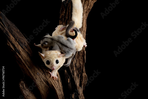 The Sugar Glider (Petaurus breviceps) is holding the baby. Sugar Glider is a small exotic pet native to Australia and Indonesia. photo