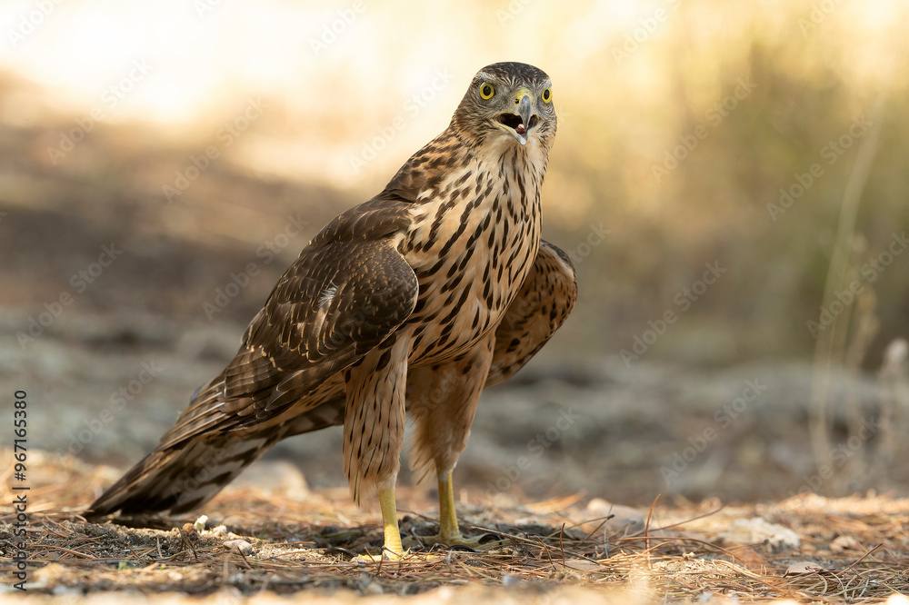 Northern goshawk, Accipiter gentilis, tree, bird, white, hawk, european, adult, male, falcon, eyes, perched, goshawk, portrait, ornithology, northern, falcon, wood, forest, biology, eurasian, predator Northern goshawk, Accipiter gentilis, tree, bird, white, hawk, european, adult, male, falcon, eyes, perched, goshawk, portrait, ornithology, northern, falcon, wood, forest, biology, eurasian, predator