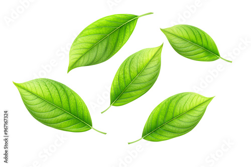 Green leaves on white background