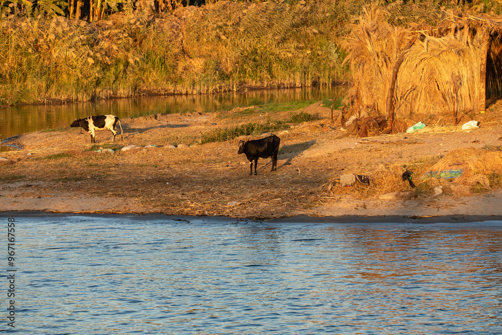 Herd of black and white spotted cows grazing peacefully on the banks of the Nile River during an orange sunset, with palm trees in the background. Herd of black and white spotted cows grazing peacefully on the banks of the Nile River during an orange sunset, with palm trees in the background.