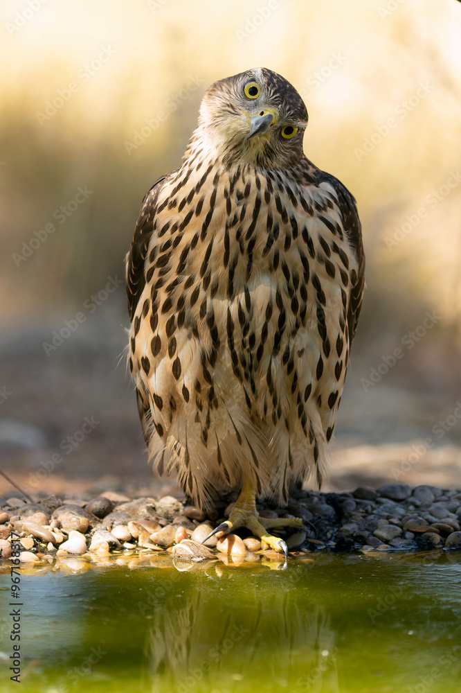 Young male Northern Goshawk at a watering hole in a Mediterranean pine and oak forest in the last light of a summer day Young male Northern Goshawk at a watering hole in a Mediterranean pine and oak forest in the last light of a summer day