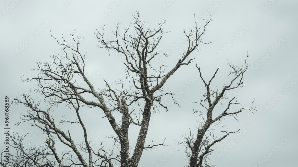 Cluster of bare trees with no leaves under a cloudy gray sky, symbolizing the end of the life cycle Cluster of bare trees with no leaves under a cloudy gray sky, symbolizing the end of the life cycle
