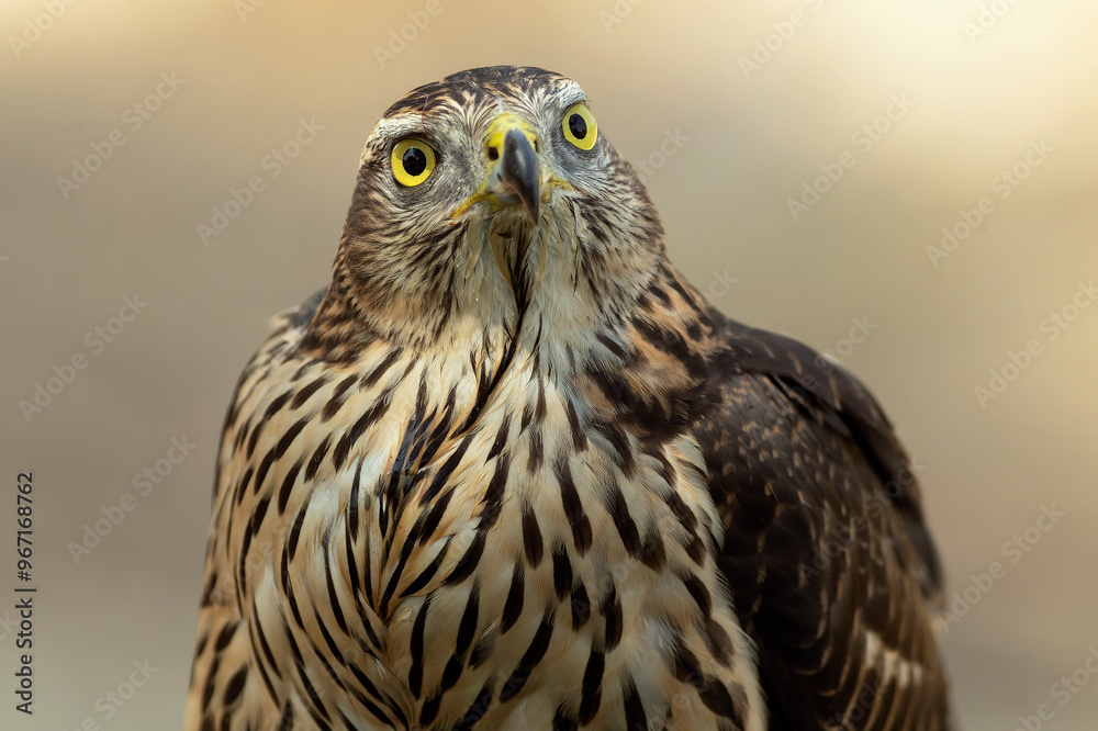 Obraz premium Young male Northern Goshawk at a watering hole in a Mediterranean pine and oak forest in the last light of a summer day