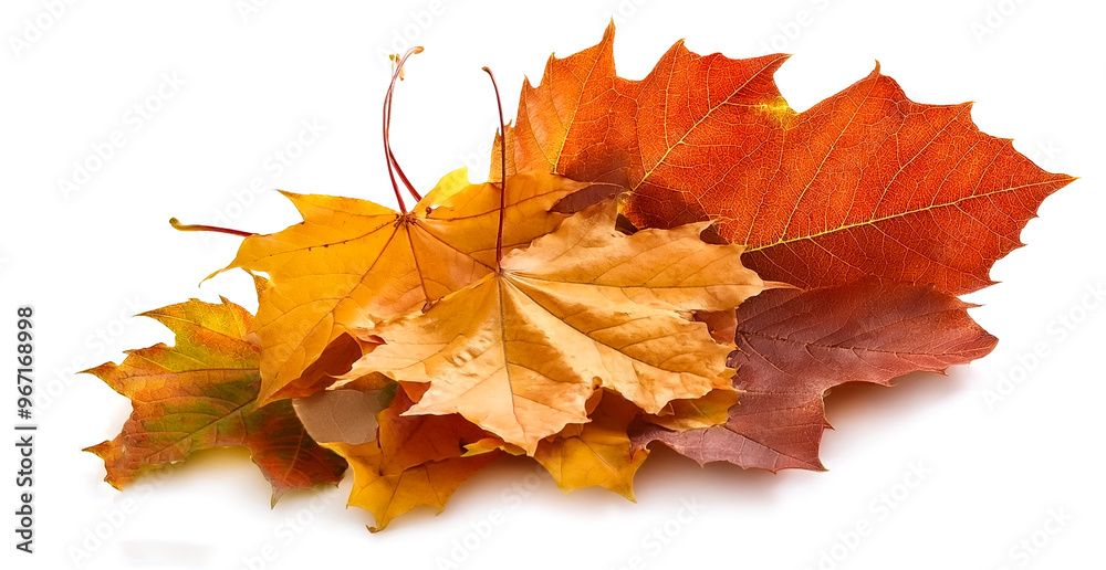 Autumn leaves isolated on white background Autumn leaves isolated on white background