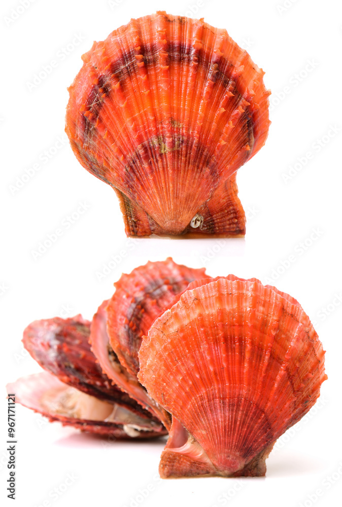 Obraz premium Raw scallop on white background 