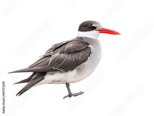 a bird standing on a rock