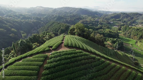 Aerial Views of Kyoto's Wazuka Tea Plantations: Panoramic Green Uji Terraces and Cultural Insight