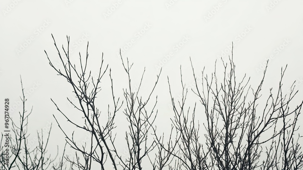 Dense grouping of bare tree branches stretching against a pale gray sky, creating a haunting natural scene Dense grouping of bare tree branches stretching against a pale gray sky, creating a haunting natural scene