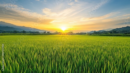 A stunning golden sunrise over a lush green rice field with mist rolling in, creating a serene and tranquil atmosphere.