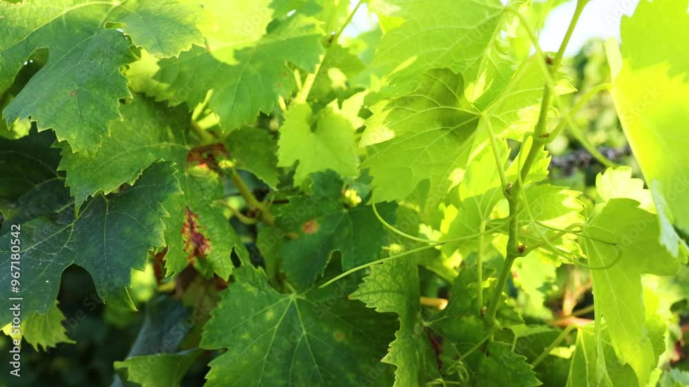 Grape Vine Leaves in Saint Emilion Grape Vine Leaves in Saint Emilion