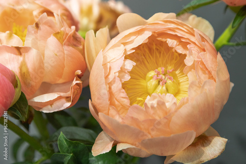 Fototapeta Naklejka Na Ścianę i Meble -  beautiful orange peony Coral Sunset flower. Closeup. Blurred background