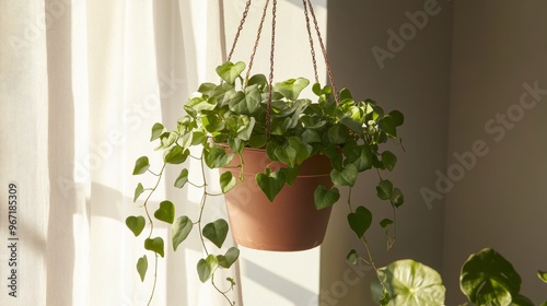 a potted English ivy as hanging house plant, golden hour photography