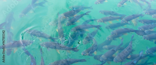 There are many Japanese carp fish swimming in the water. Fish farm. The pond is teeming with a school of large fish.