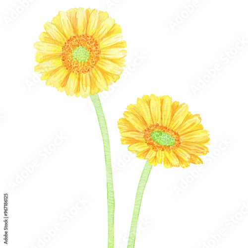水彩絵の具で手描きした花：複数本：黄色いガーベラの花言葉は「究極美」「友情」贈り物として最適
