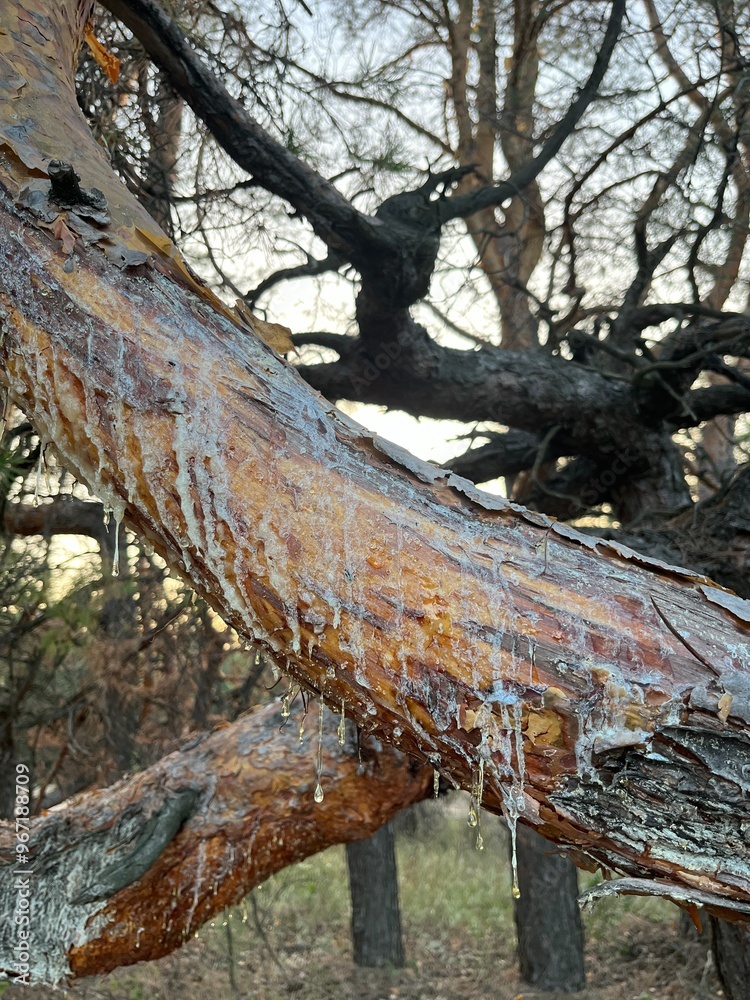 The resin flows through the large pine branches The resin flows through the large pine branches