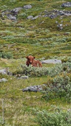 Cow enjoying life in a grass field