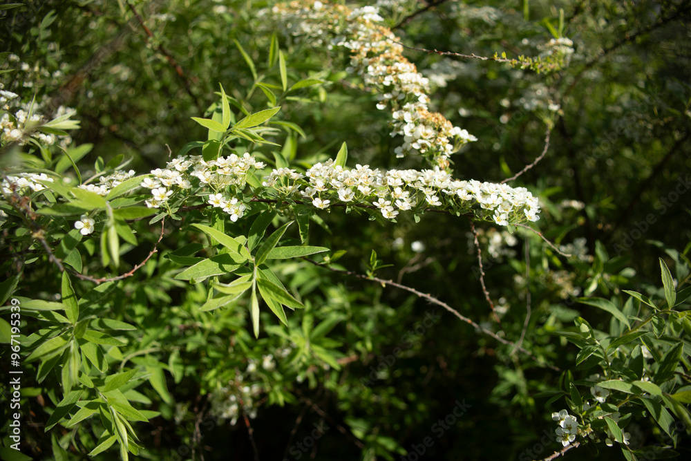 Plants in the forest. Nature in summer. Forest thicket. Plants in the forest. Nature in summer. Forest thicket.