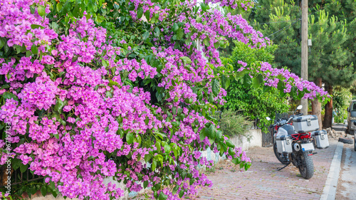 Bougainvillea spectabilis tree photo