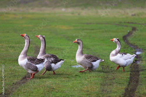 Geese graze on a green meadow. A flock of domestic geese walks one after another across the field.