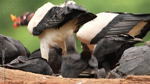 King vulture, Sarcoramphus papa, with carcas and black vultures. Red head bird, forest in the background. Wildlife scene from tropical nature. Condors and dead cow. Animal feeding behaviour. photo