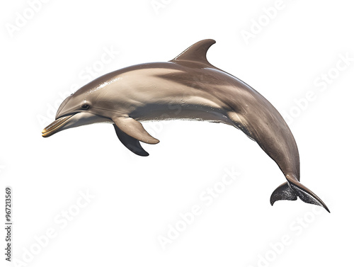 a dolphin jumping in the air