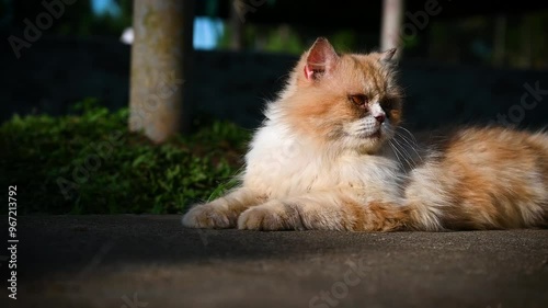 A street cat laying on the road in summer season  photo