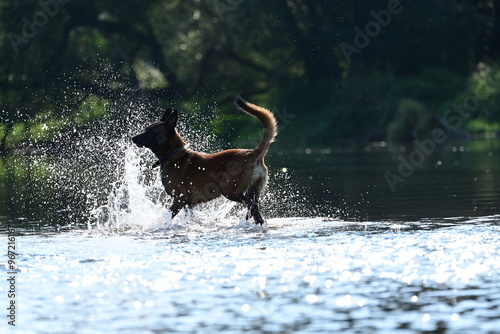 Hunde am Fluss. Malinois erfrischen sich am Wasser photo