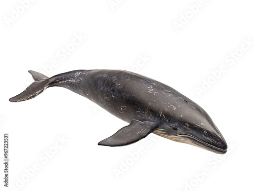 a whale on a white background