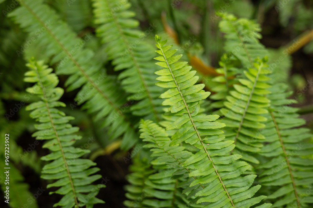 A bunch of tropical green leaves are on the ground. A bunch of tropical green leaves are on the ground.