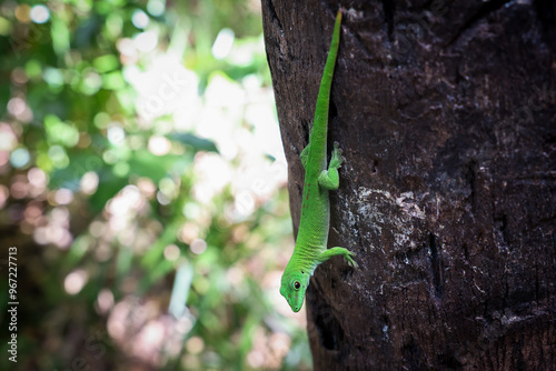 Bright green lizard climbing a tree in the lush forests of Madagascar during daylight hours photo