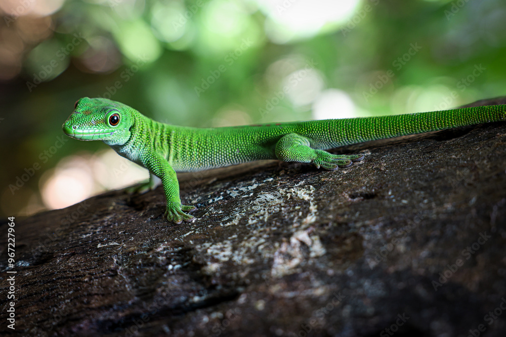 Vibrant green lizard basking on a log in the lush forests of Madagascar during the daytime Vibrant green lizard basking on a log in the lush forests of Madagascar during the daytime