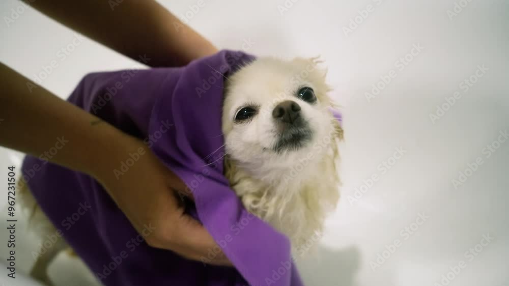 Small Pomeranian Spitz dog undergoing procedures at an animal groomer. Washing, cutting and drying the cute puppy's fluffy coat. Care and maintenance of little friends Small Pomeranian Spitz dog undergoing procedures at an animal groomer. Washing, cutting and drying the cute puppy's fluffy coat. Care and maintenance of little friends