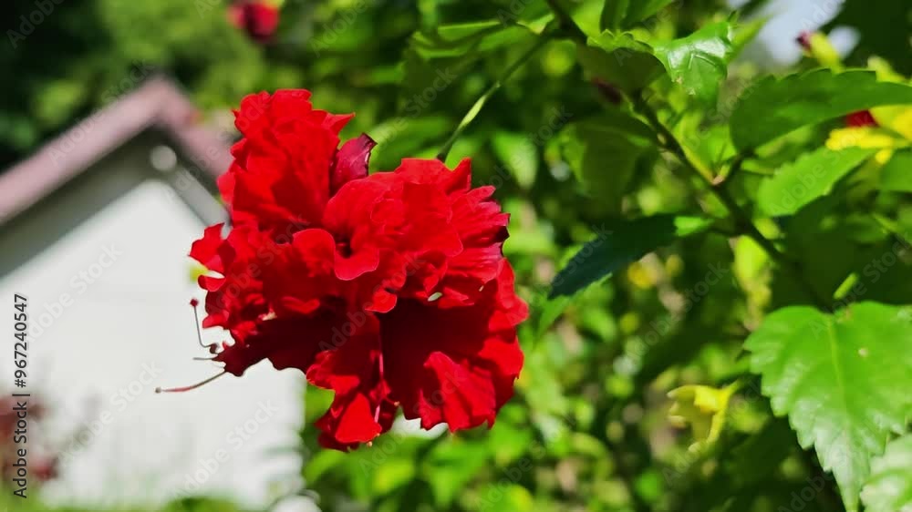 Hibiscus flower blooms.A large red flower.
