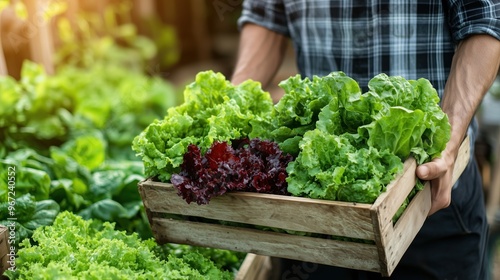 Farmer Holding Crate of Fresh Green and Red Lettuce. Farmer carries a wooden crate filled with green and red lettuce, standing in a lush, vibrant vegetable garden, ready for market.