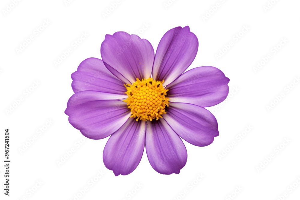 Top view of a single purple flower isolated on white background Top view of a single purple flower isolated on white background