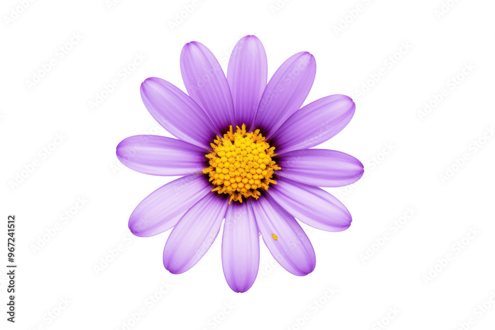 Top view of a single purple flower isolated on white background Top view of a single purple flower isolated on white background