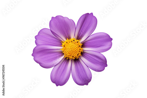 Top view of a single purple flower isolated on white background