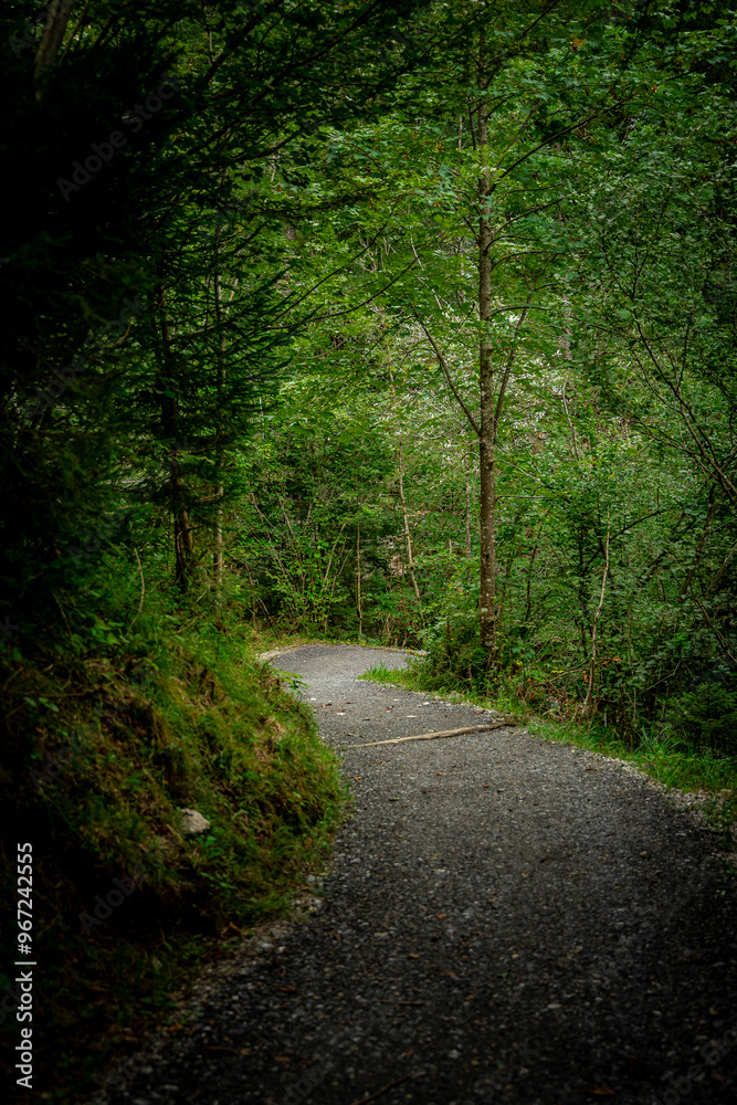 Waldweg in Bad Hindelang Waldweg in Bad Hindelang