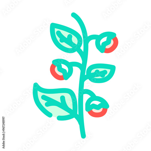 ashwagandha ayurvedic herb color icon vector. ashwagandha ayurvedic herb sign. isolated symbol illustration