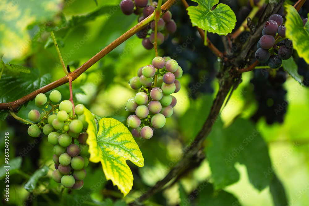 vine with not ripe berries, green grapes hanging in clusters