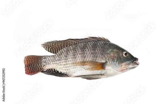 Tilapia fish isolated on white background.Freshwater fish.