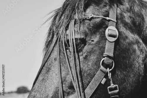 Pferdeportrait in Schwarz Weiß Nahaufnahme mit Trense
