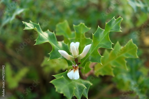 Young white flowers of Sea holly  on bunch of top tree with green leaves in nature in Thailand. Another name is Holly-leaved acanthus or Holly Mangrove.